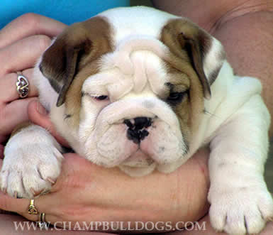 English bulldog puppies